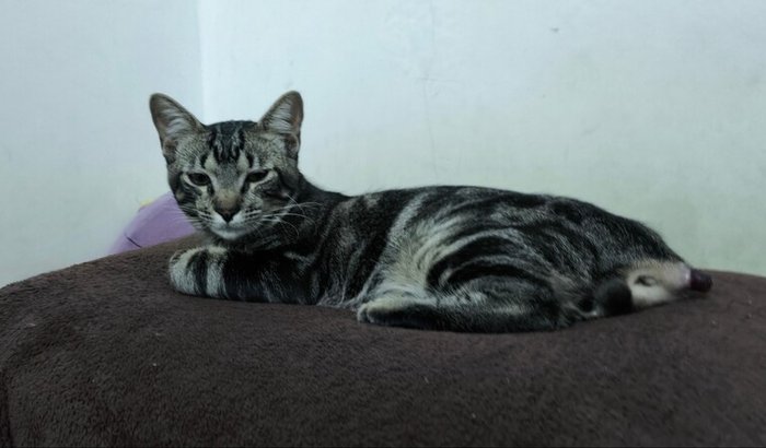 Ajuda o gato cotoco