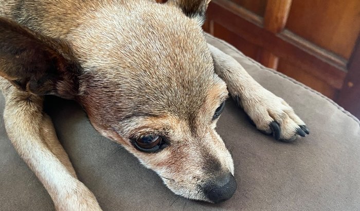 Ajude minha pinscher idosa a vencer a dor da hérnia de disco!