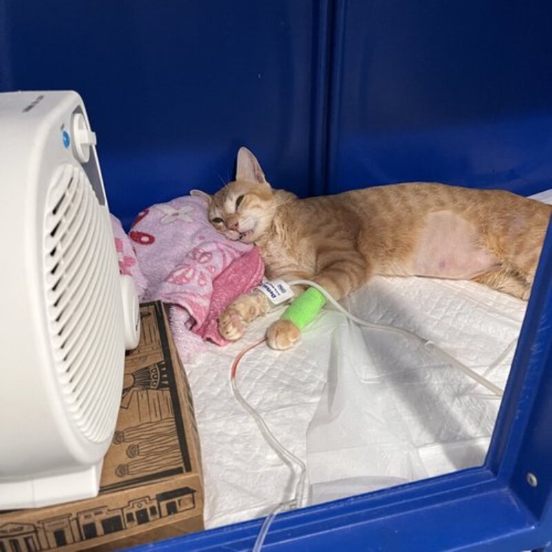 imagem da vaquinha Gatinho deficiente