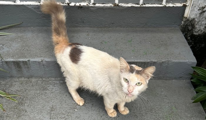 Ajuda pra gatinha idosinha ❤️