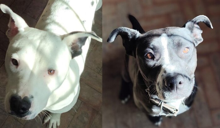 Ajude a Dar um Lar e Esperança para Dois Pitbulls Abandonados