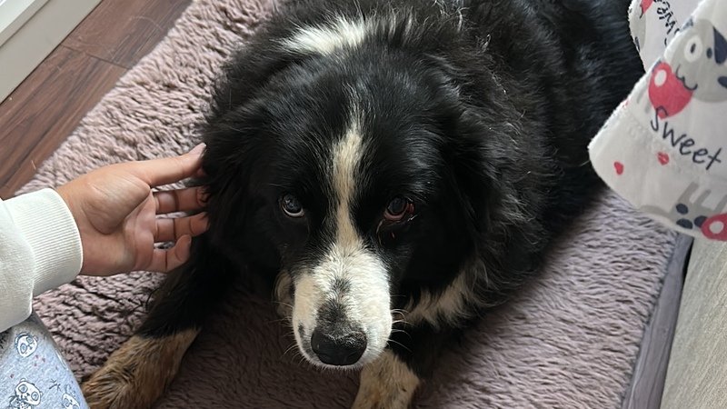imagem da vaquinha Ajude a Julieta - Border Collie resgatada