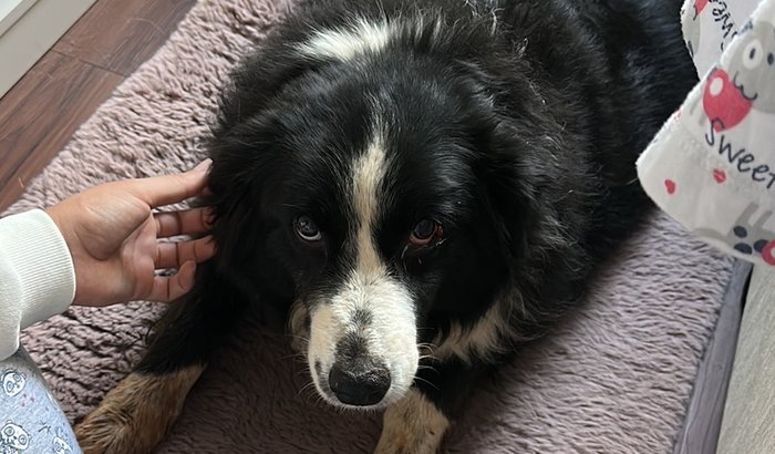 Ajude a Julieta - Border Collie resgatada