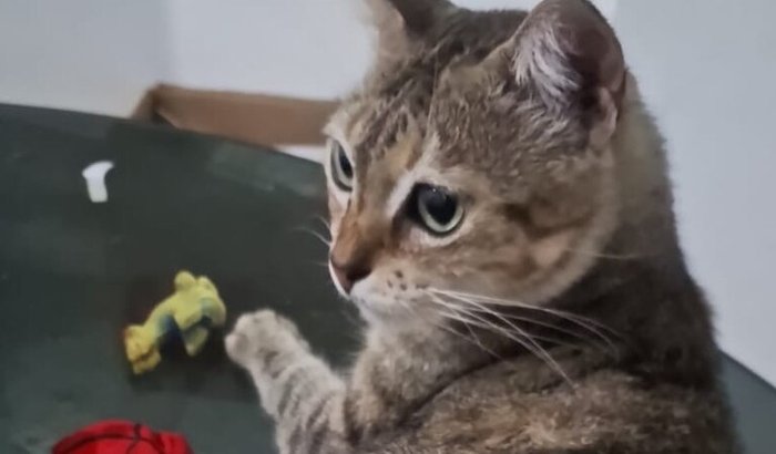 Ajudem uma gatinha de bolso