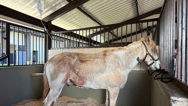 imagem da vaquinha Ajude o Branco a se recuperar!