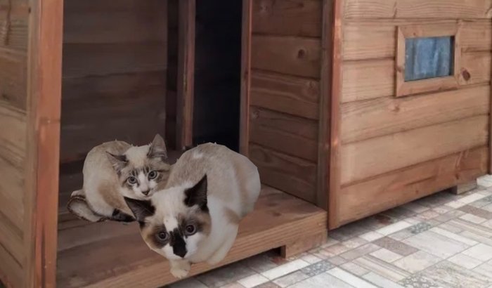 Casa para os gatos FIV+