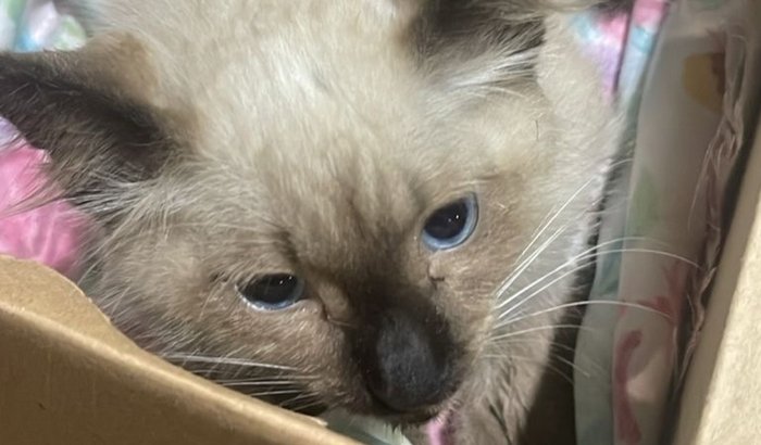 Ajude salvar Belinho