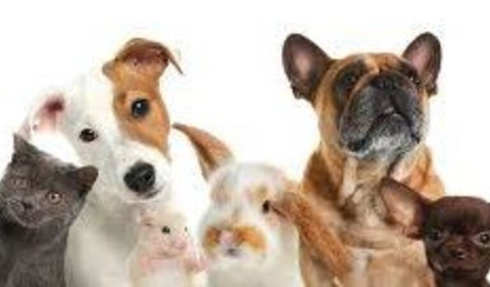 Projeto pets