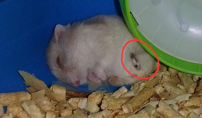 Ajude a tratar a patinha do Floquinho (hamster)