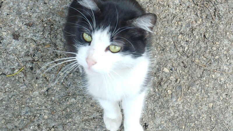 Gata Frajola a caminho de um lar