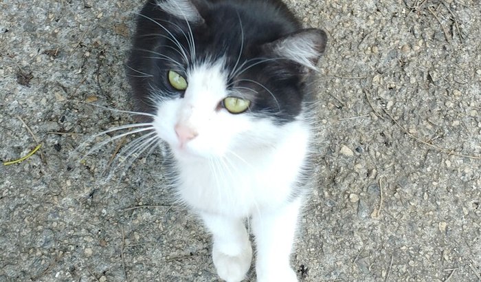 Gata Frajola a caminho de um lar