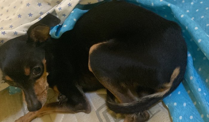 Tratamento do Cesinha