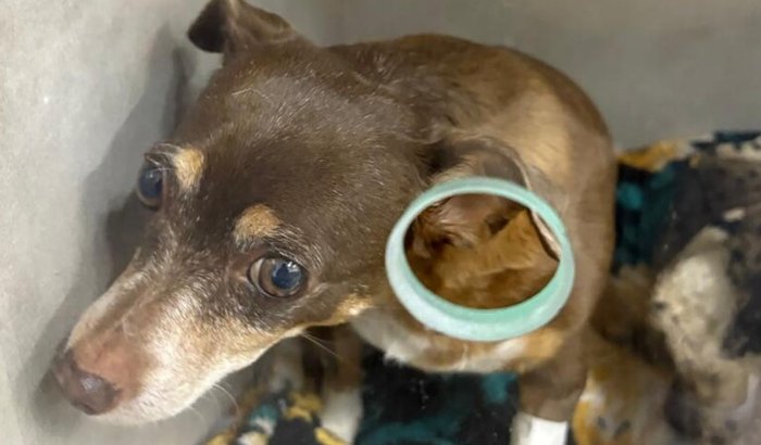 Ajude a salvar a Mel