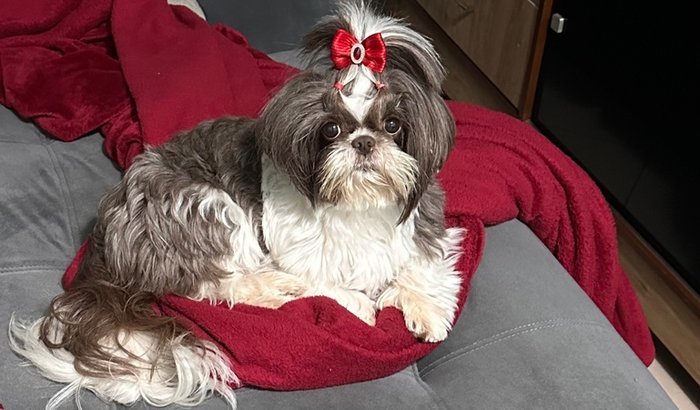 Cirurgia para salvar a Charlotte