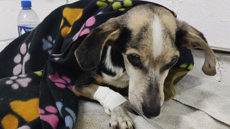 Cachorrinha resgatada