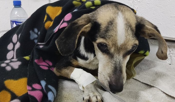 Cachorrinha resgatada