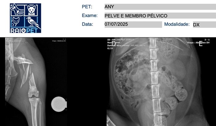 Cirurgia patinha da any