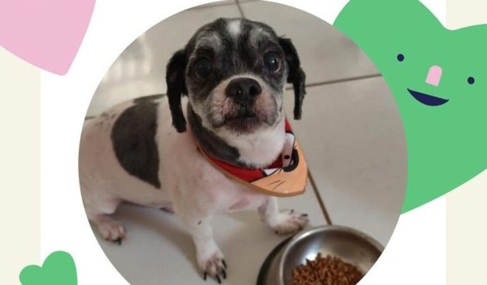 🆘 AJUDE O PRÍNCIPE A VIVER! 🐾💔