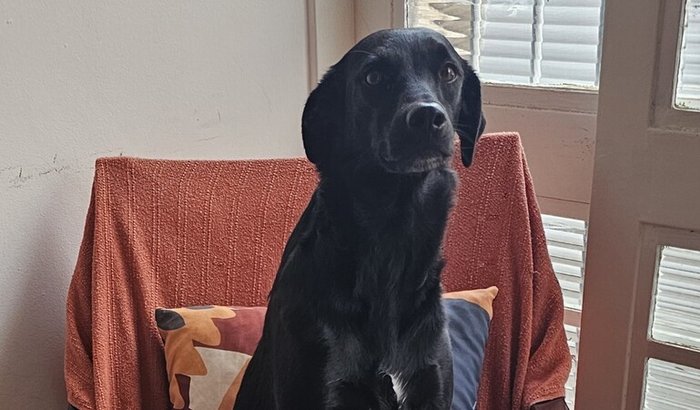 Ajudar a pagar os custos da cirurgia da Cookie