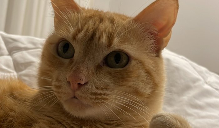 ajuda para pagar a internação do meu gato 