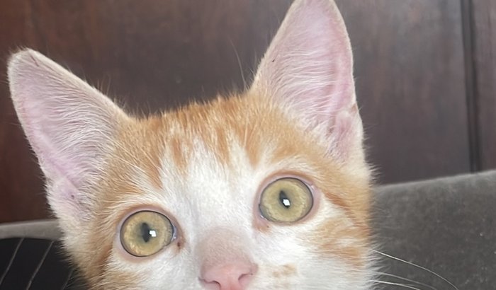 Ajude o Sal a melhorar! 