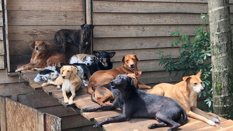 imagem da vaquinha Ajuda para o custo mensal do abrigo