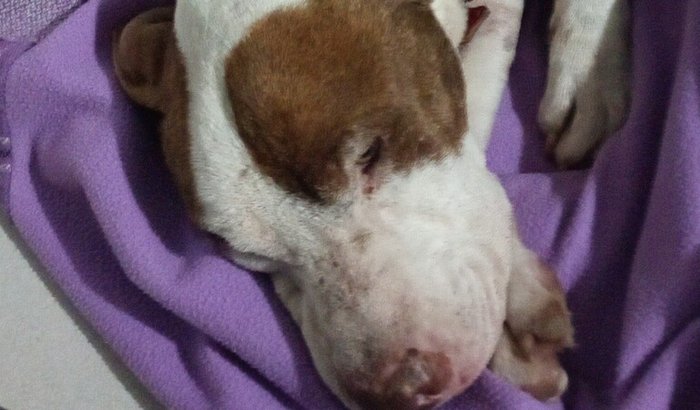 tratamento do Marlon 