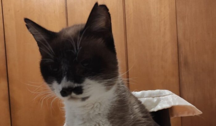 Ajude a Salem a receber o tratamento que ela precisa! 🐱