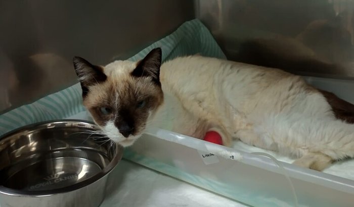 Ajuda para tratamento do gatinho Espirro