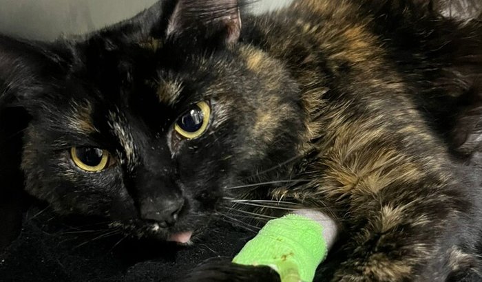 Missão Loki: Salvar a Gatinha Guerreira