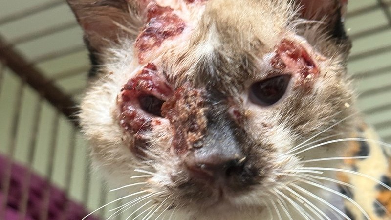 imagem da vaquinha Ajude os gatinhos com ESPOROTRICOSE