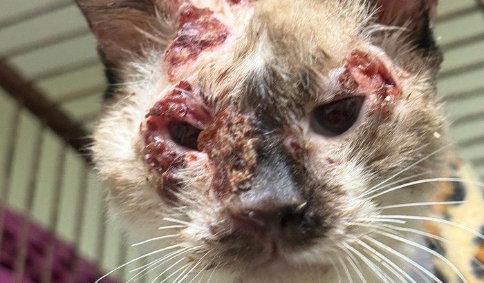 Ajude os gatinhos com ESPOROTRICOSE
