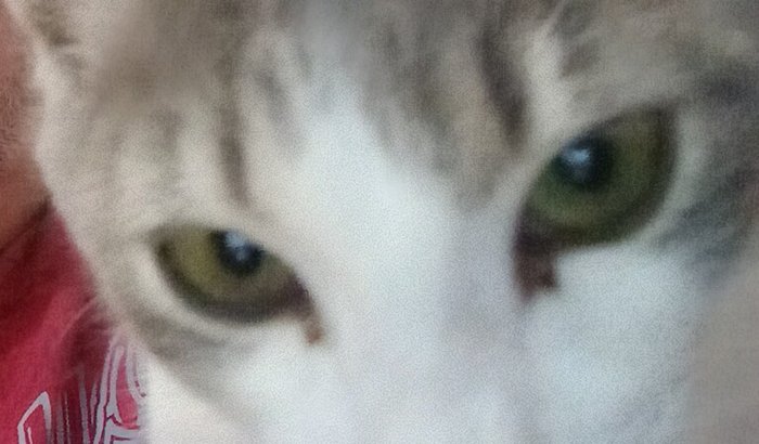 Para montar hotel pet .e creche