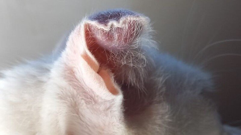 imagem da vaquinha Ajuda para tratar o Gatinho Tafarel 