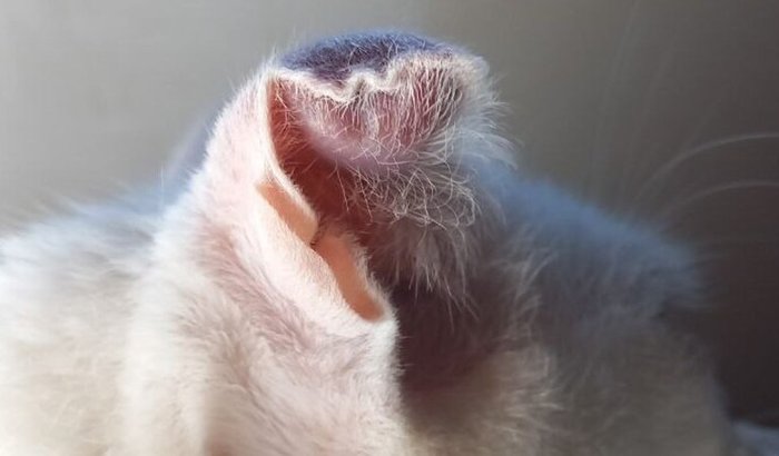 Ajuda para tratar o Gatinho Tafarel 