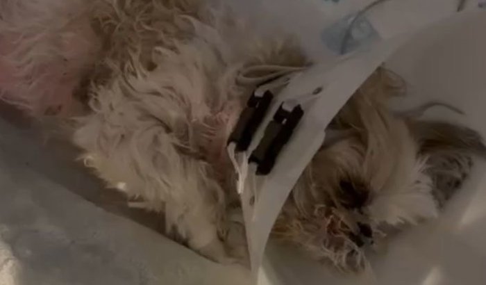 Salvar a vida da nossa pequena Dory