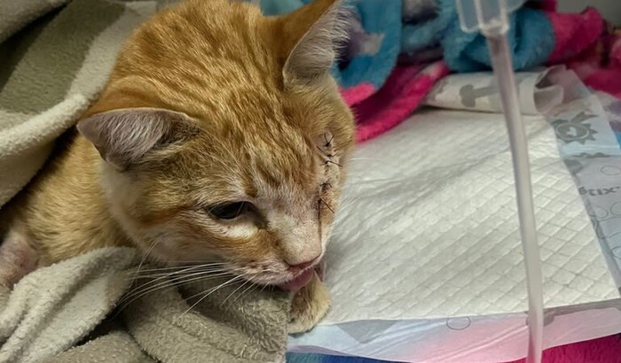 Ajuda ao gatinho Luky