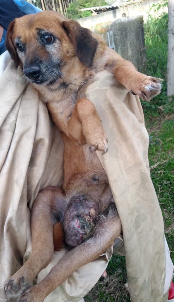 imagem da vaquinha Ajuda para a cirurgia da Dalla