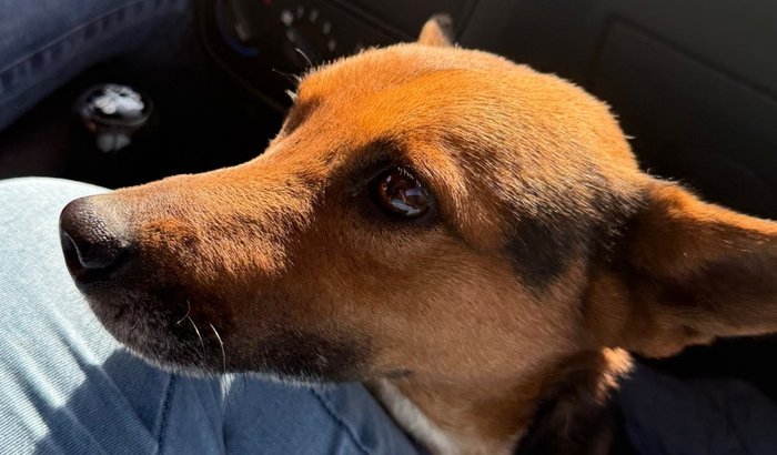 Ajuda para o doguinho