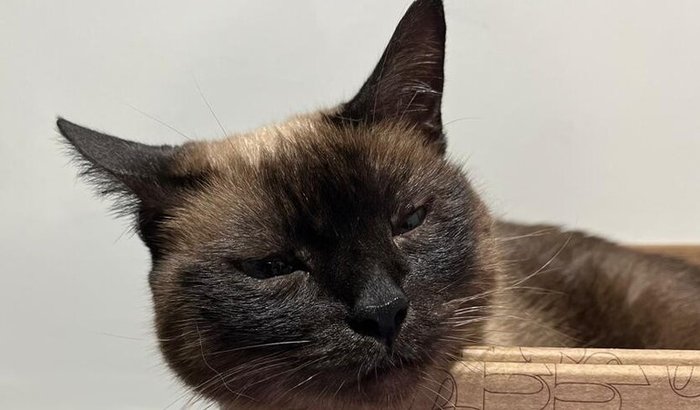 Juntos pela Kitty! Endoscopia urgente