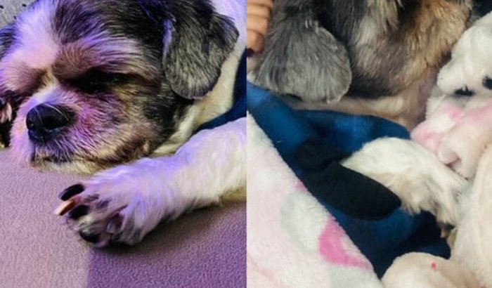 Tratamento Teddy, Exames, Ressonância. 