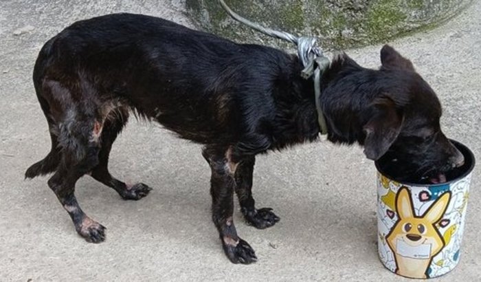 Amigos vamos ajudar salvar essa vida.