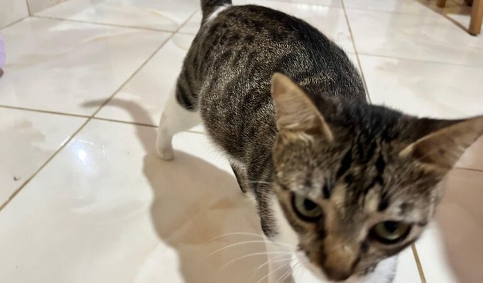 Ajuda para a cirurgia da gatinha Maya