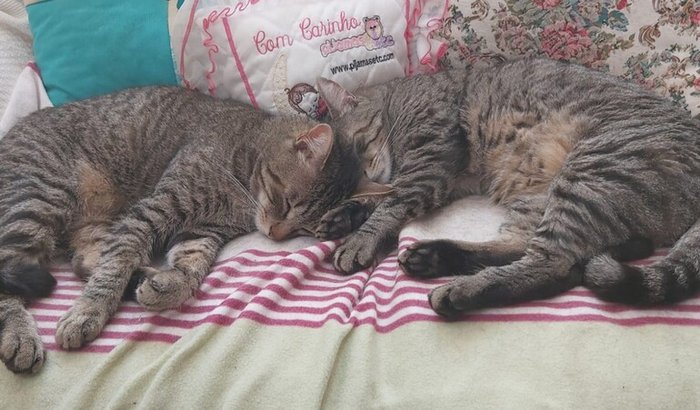 Me ajuda a quitar as despesas do heisy?