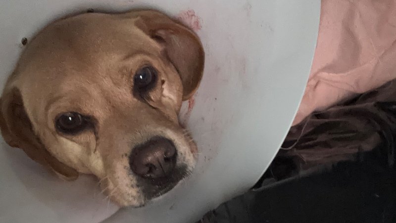 imagem da vaquinha AJUDE O CARAMELO 