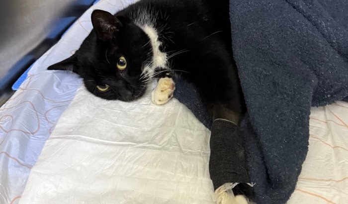 Gatinho de rua resgatado - paciente renal + traumas no abdômen