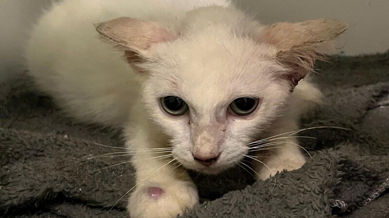 imagem da vaquinha Gatinho abandonado com esporotricose e Felv