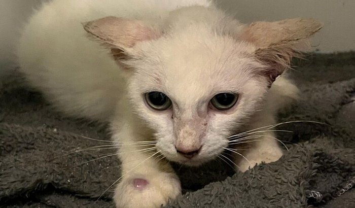 Gatinho abandonado com esporotricose e Felv