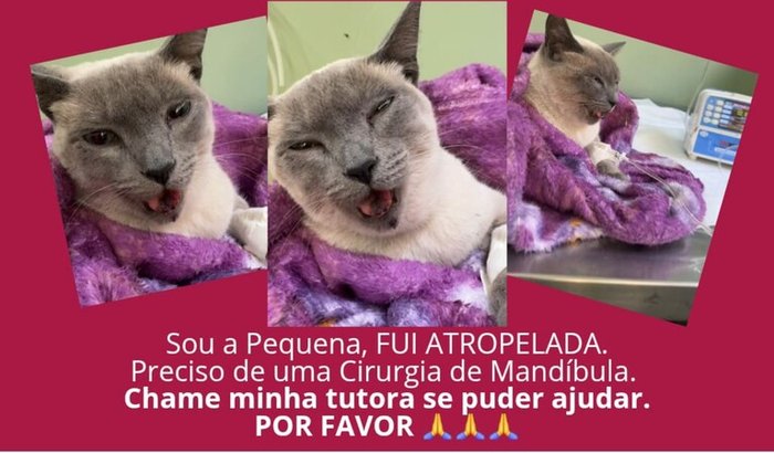 Cirurgia Mandíbula da "PEQUENA"