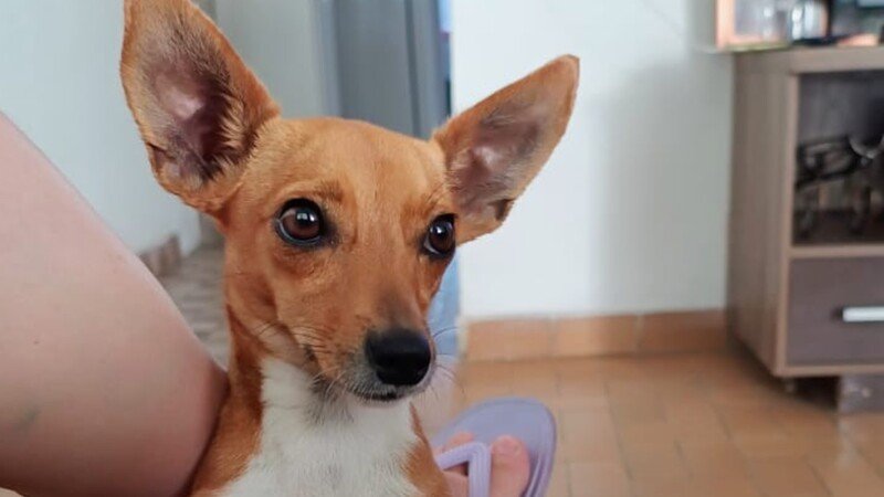 imagem da vaquinha Ajude a pequena nina voltar a andar